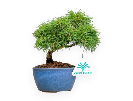 Pinus pentaphylla Nasu bonsai grown from seed %separator% %category%