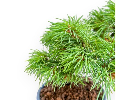 Pinus Pentaphylla Nasu-Bonsai aus Samen %separator% %category%
