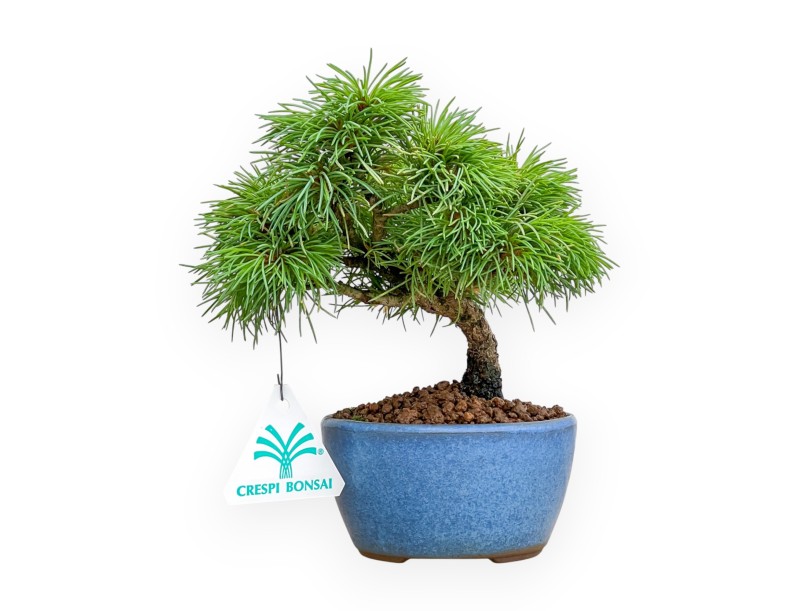 Pinus Pentaphylla Nasu-Bonsai aus Samen %separator% %category%