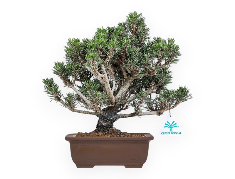 Pinus thunbergii kotobuki bonsai %separator% %category%