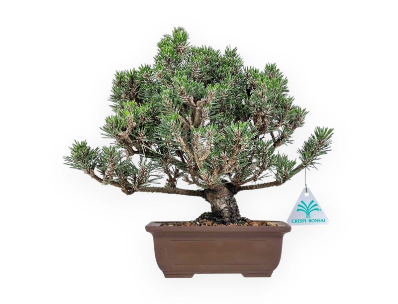 Bonsai aus Pinus thunbergii kotobuki %separator% %category%