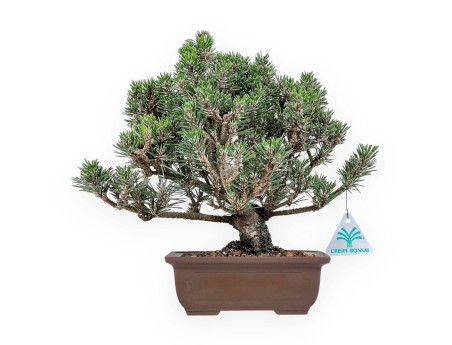 Pinus thunbergii kotobuki bonsai %separator% %category%