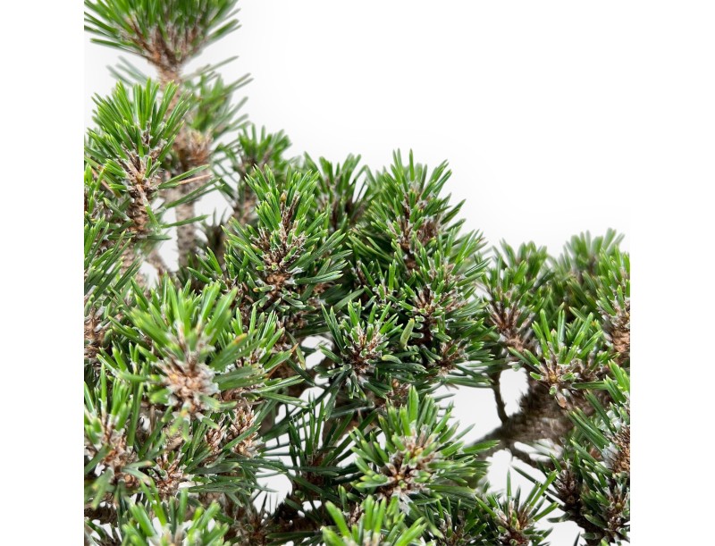 Bonsai van Pinus thunbergii kotobuki %separator% %category%