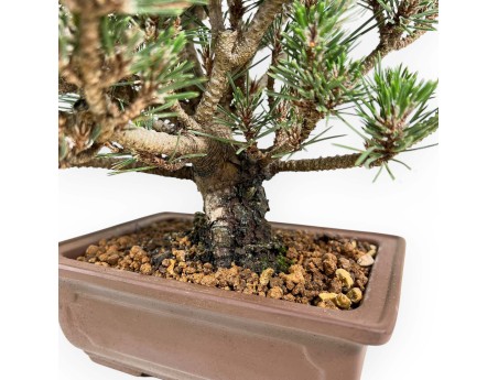 Bonsai van Pinus thunbergii kotobuki %separator% %category%