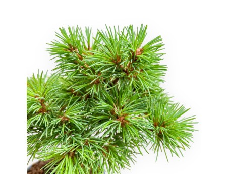 Bonsai van Pinus pentaphylla Nasu, uit zaad %separator% %category%