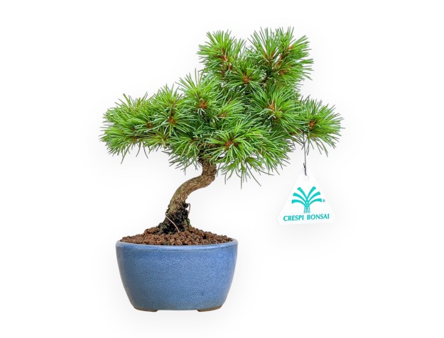 Pinus pentaphylla Nasu bonsai grown from seed %separator% %category%