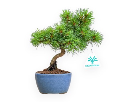 Bonsai van Pinus pentaphylla Nasu, uit zaad %separator% %category%