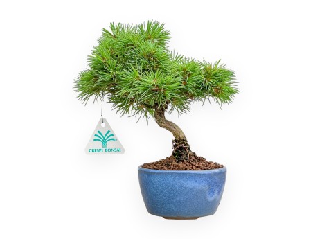 Pinus pentaphylla Nasu bonsai grown from seed %separator% %category%