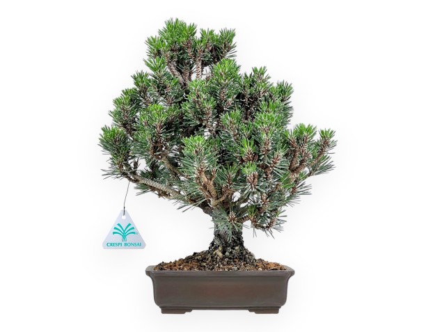 Pinus thunbergii kotobuki bonsai %separator% %category%