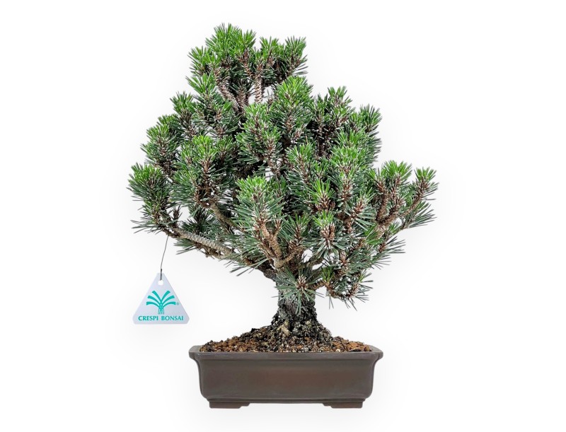 Bonsaï de Pinus thunbergii kotobuki %separator% %category%