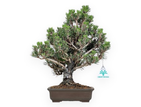 Bonsaï de Pinus thunbergii kotobuki %separator% %category%