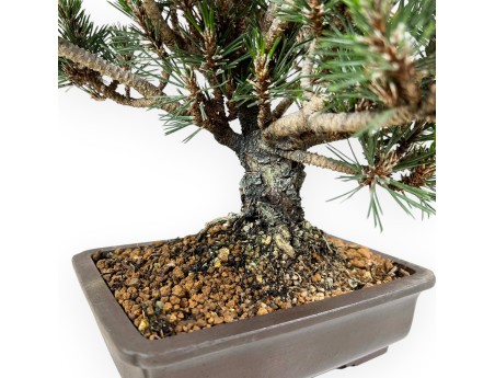 Bonsaï de Pinus thunbergii kotobuki %separator% %category%