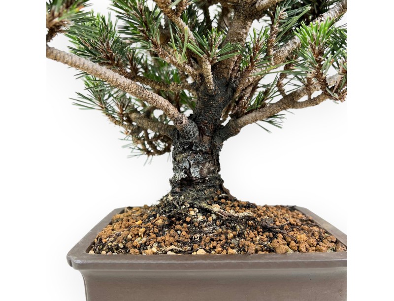 Bonsai aus Pinus thunbergii kotobuki %separator% %category%