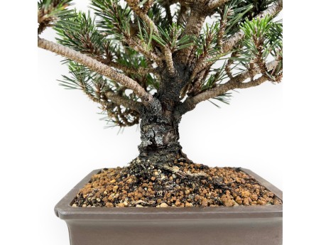 Bonsái de Pinus thunbergii kotobuki %separator% %category%