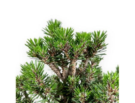 Bonsai van Pinus thunbergii kotobuki %separator% %category%