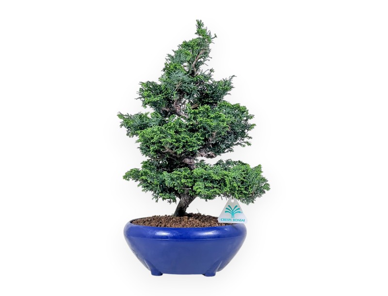 Bonsai van Chamaecyparis obtusa %separator% %category%