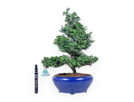 Bonsai aus Chamaecyparis obtusa %separator% %category%