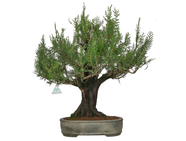 Thuja - Arbovitae - 67 cm