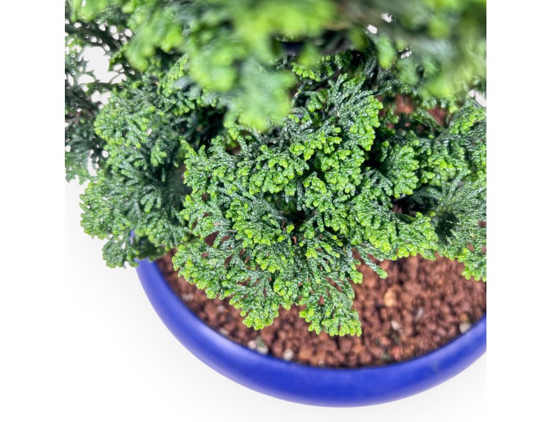 Chamaecyparis obtusa bonsai %separator% %category%