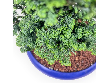 Chamaecyparis obtusa bonsai %separator% %category%