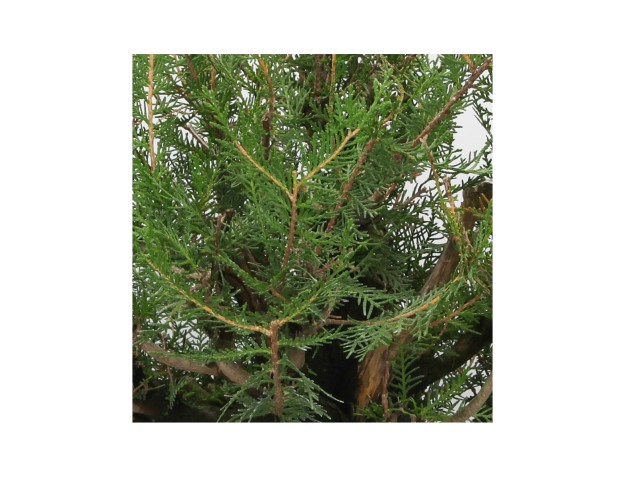 Thuja - Arbovitae - 67 cm 2