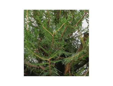 Thuja - Arbovitae - 67 cm