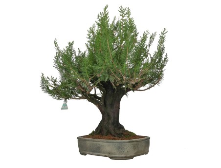 Thuja - Arbovitae - 67 cm