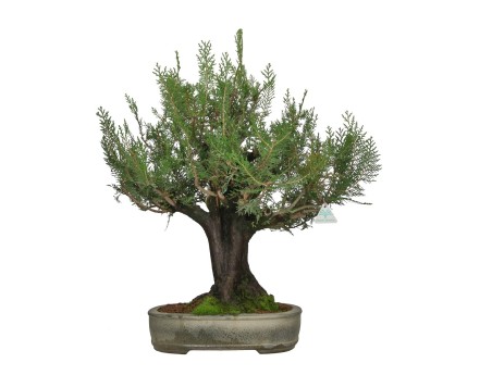 Thuja - Thuya - 67 cm