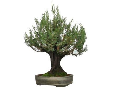 Thuja - Arbovitae - 67 cm