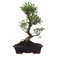 Ficus retusa - 58 cm