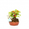 Chaenomeles Chojubai - 14 cm