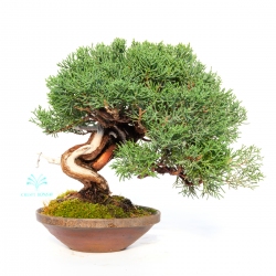Juniperus chinensis - Juniper - 21 cm