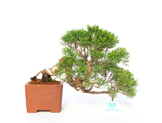 Juniperus chinensis - Jeneverbes - 24 cm
