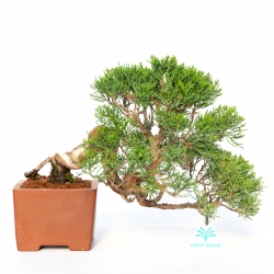 Juniperus chinensis - Wacholder - 24 cm