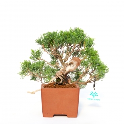 Juniperus chinensis - Wacholder - 24 cm
