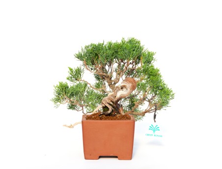 Juniperus chinensis - Wacholder - 24 cm