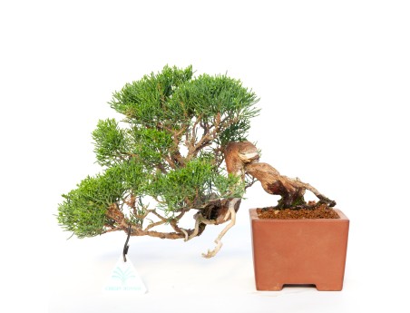 Juniperus chinensis - Enebro - 24 cm
