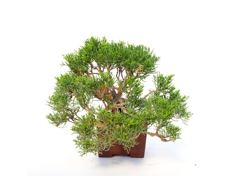 Juniperus chinensis - Genévrier - 24 cm