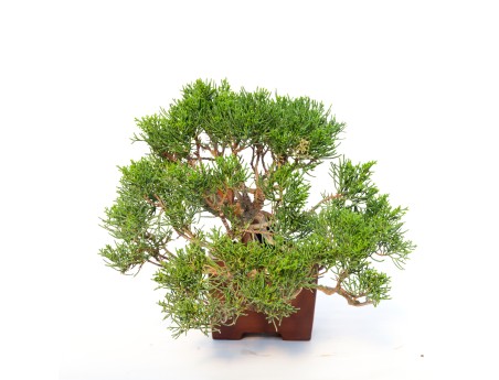 Juniperus chinensis - Genévrier - 24 cm