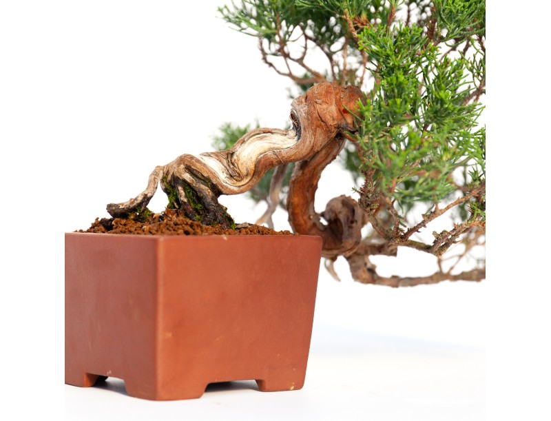 Juniperus chinensis - Ginepro - 24 cm
