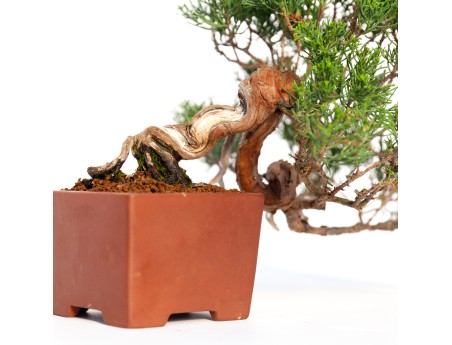 Juniperus chinensis - Genévrier - 24 cm
