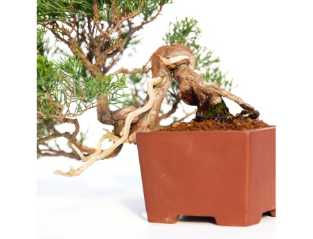 Juniperus chinensis - Juniper - 24 cm