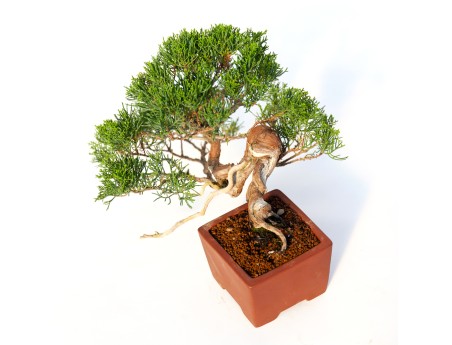 Juniperus chinensis - Enebro - 24 cm