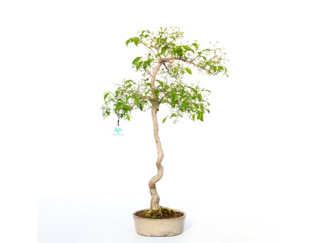 Euonymus sieboldianus - 68 cm