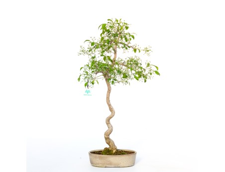 Euonymus sieboldianus - 68 cm