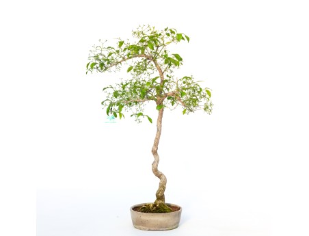 Euonymus sieboldianus - 68 cm