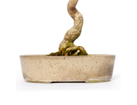 Euonymus sieboldianus - 68 cm