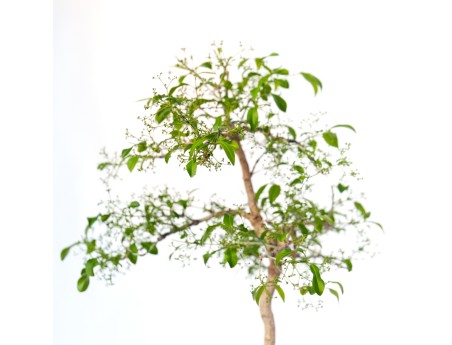 Euonymus sieboldianus - 68 cm