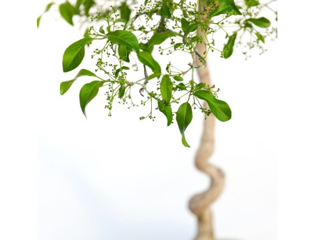 Euonymus sieboldianus - 68 cm