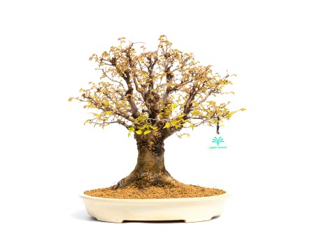 Zelkova serrata - Orme - 40 cm